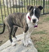 Cheyenne