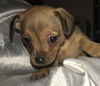Pixie’s Pup Orla