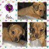 Pixie’s Pup Orla
