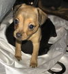 Pixie’s Pup Orla