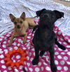 Pixie’s Pup Orla