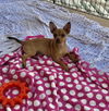 Pixie’s Pup Orla