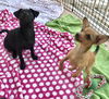 Pixie’s Pup Orla