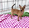 Pixie’s Pup Orla