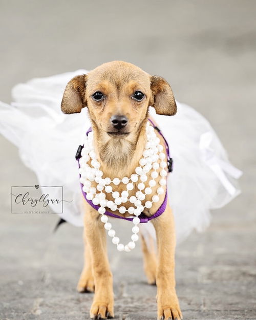 Pixie’s Pup Orla