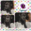 Pixie’s Pups - Conan