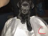 Pixie’s Pups - Conan