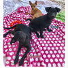 Pixie’s Pups - Conan