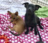 Pixie’s Pups - Conan