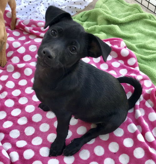 Pixie’s Pups - Conan