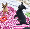 Pixie’s Pups - Conan