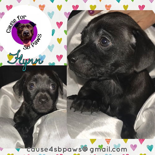 Pixie’s Pups - Flynn