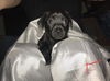 Pixie’s Pups - Flynn