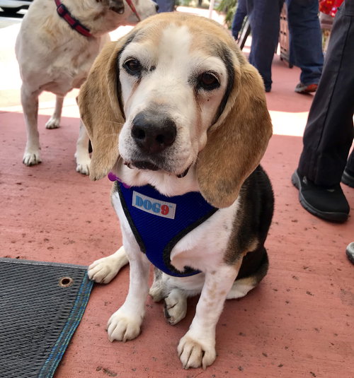Buster the Beagle