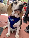Buster the Beagle