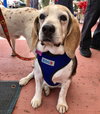 Buster the Beagle