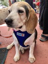 Buster the Beagle