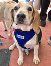 Buster the Beagle