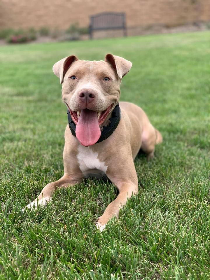 adoptable Dog in Mission Viejo, CA named Riley AKA Harry