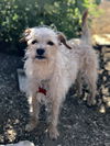 Joey AKA JoyBoy