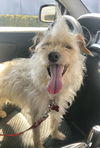 Joey AKA JoyBoy