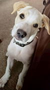 Duke