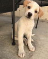 Duke