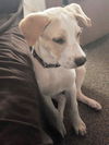 Duke