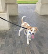 Duke