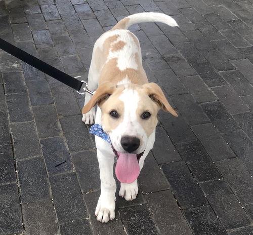 Duke