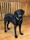 Cooper