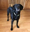 Cooper