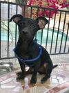 Spunky Puppy Sparky