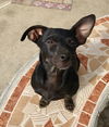 Spunky Puppy Sparky