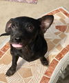 Spunky Puppy Sparky