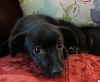 Midge