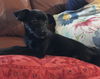 Midge
