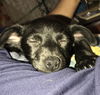Midge