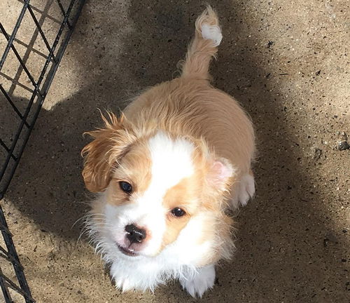 Copper