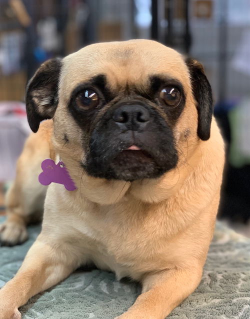 Petunia