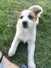 S’mores pup - Strudel