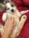 S’mores pup - Strudel