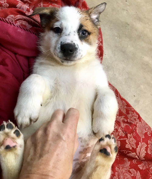 S’mores pup - Strudel