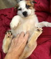 S’mores pup - Strudel