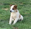 S’mores pup - Strudel