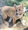 S’mores pup - Truffle