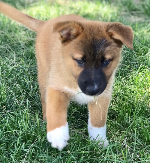 S’mores pup - Truffle