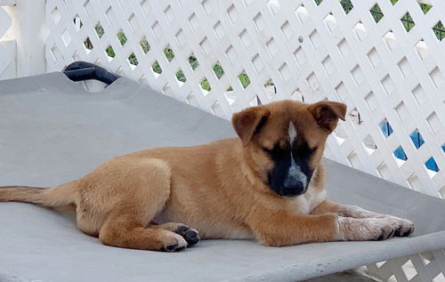 S’mores pup - Fritter