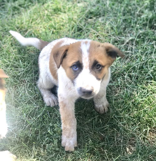 S’mores pup - Mousse