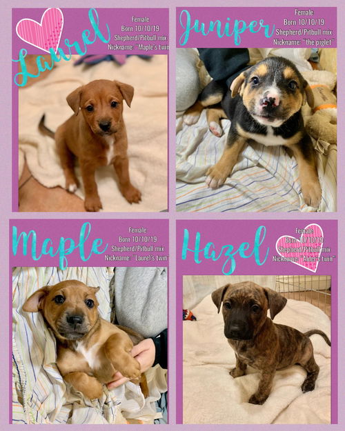 Cypress’ Pups Juniper, Maple, Laurel & Hazel